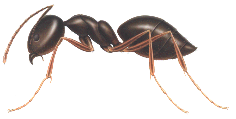 Ant Image 
