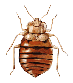 Bed Bug Image 