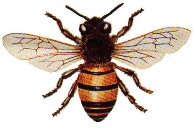 Bees Image 