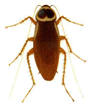 Cockroach Image 