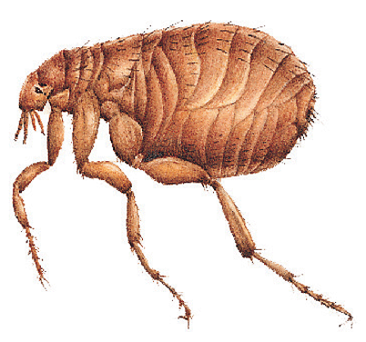 Fleas Image 