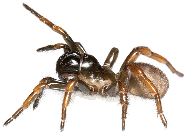 Spider image 