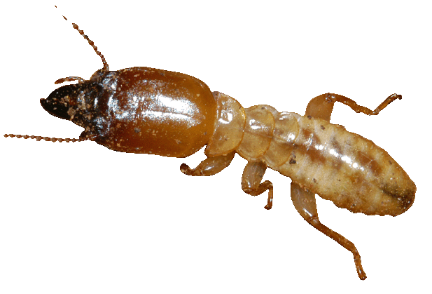 Termite Image 