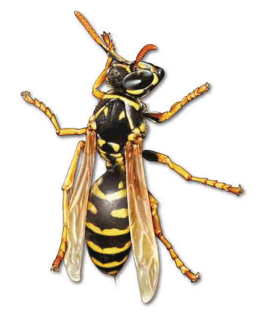 Wasp Image 
