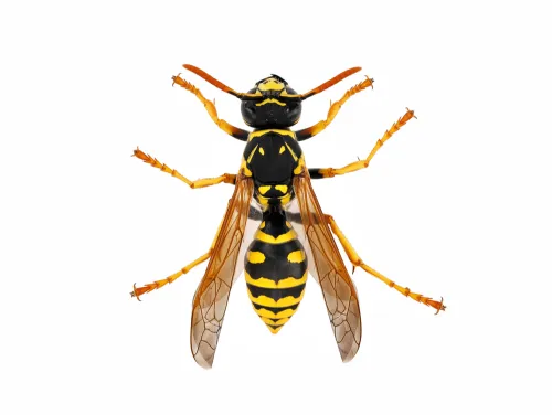 Wasps 